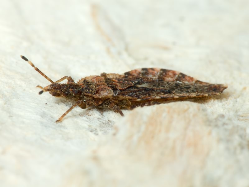 Aradus betulae (Linnaeus, 1758)